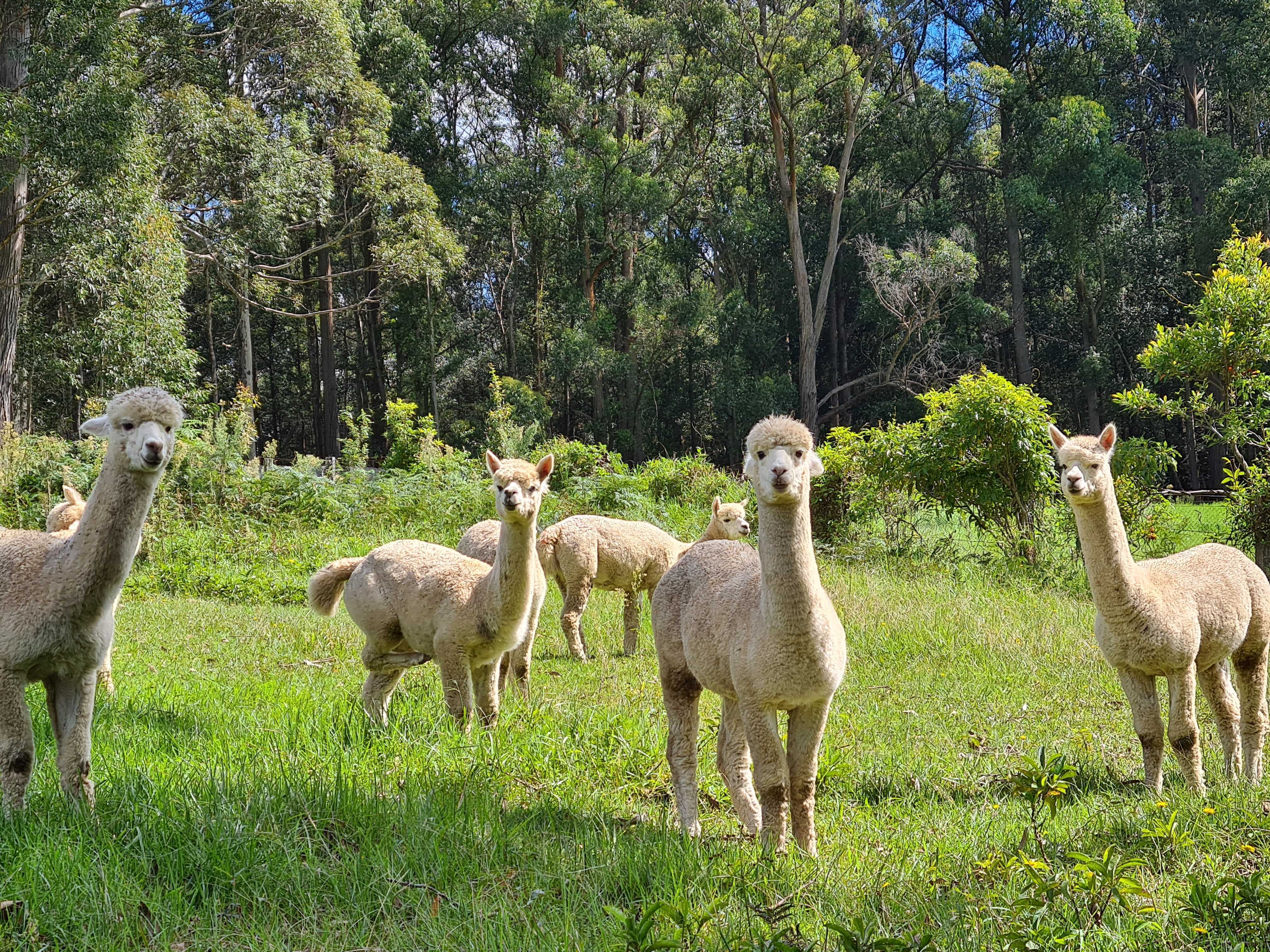 Alpacas