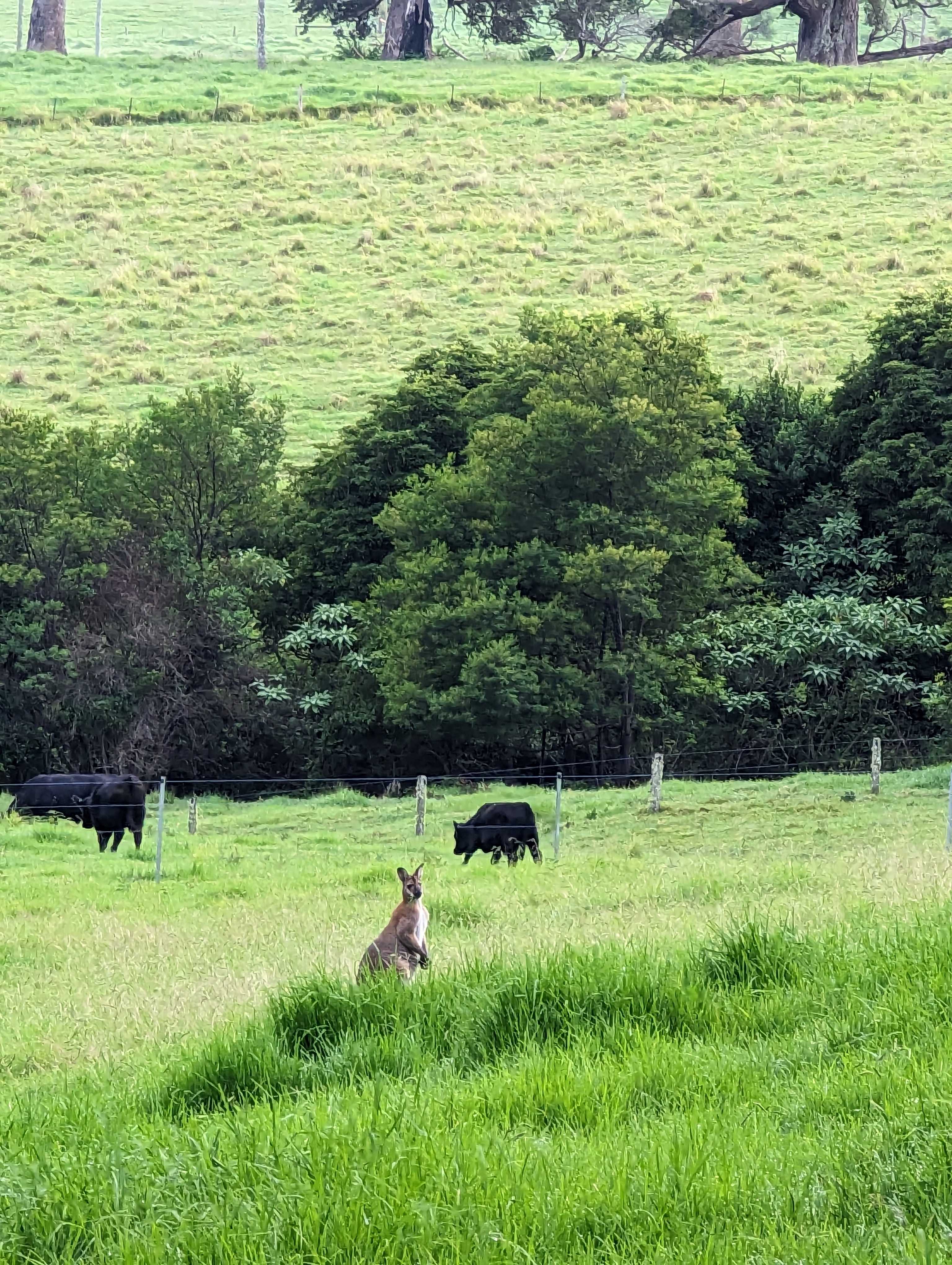 Wildlife